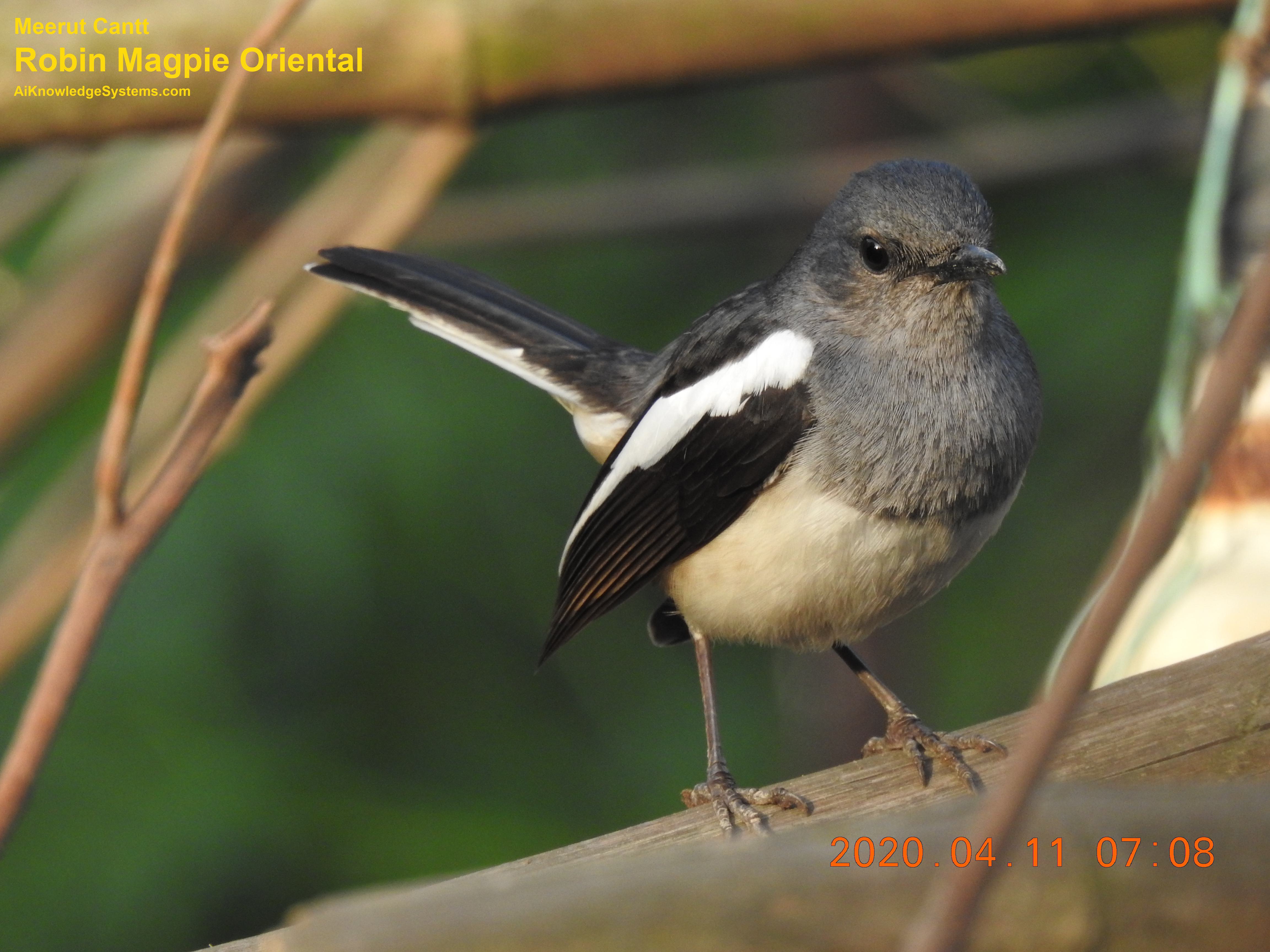 Magpie Robin (123) Coming Soon